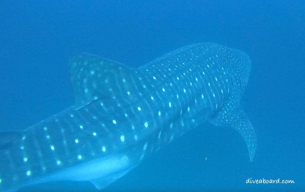 Galapagos: best Place to Scuba Dive with Sharks